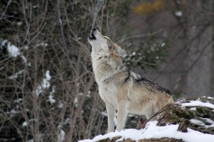 wolf_howling_animal_wild_nature_wildlife-1200262.jpg!d